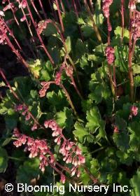 Heuchera pulchella                                